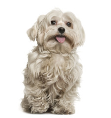 Maltese sittibg in front of white background