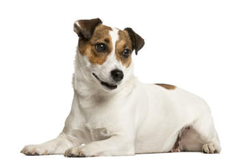 Jack Russell Terrier in front of white background
