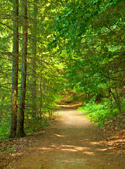 Road in the forest in autumn