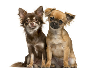 Two Chihuahuas sitting in front of white background