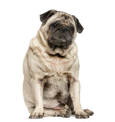 Obraz premium Old Pug sitting in front of white background