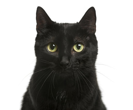 Close-up of a Black cat in front of white background