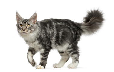 Maine Coon walking in front of a white background