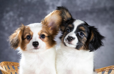 Two funny Papillon puppy