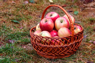 big red apples in the basket