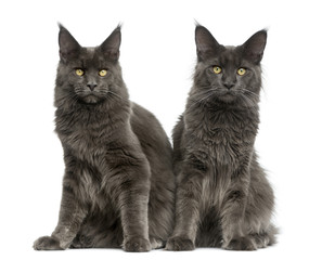 Two Maine Coons in front of a white background