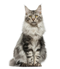 Maine Coon sitting in front of a white background