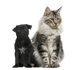 Maine Coon and Pug puppy in front of a white background