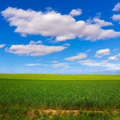 Obraz premium Cereal fields The Way of Saint James Castilla Leon