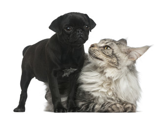 Maine Coon and Pug puppy in front of a white background