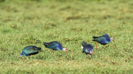 Purple Swamphen in Bundala National Park, Sri Lanka