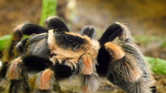 An orange and black tarantula on the rock. Tarantulas comprise a group of often hairy and very large arachnids belonging to the Theraphosidae family of spiders