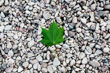 Green leaf on stones