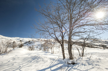 Panoramic view over a snowy slope with bare tree