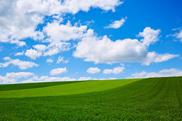 Cereal fields by The Way of Saint James in Castilla