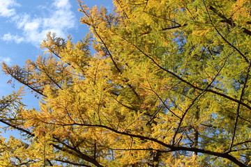 秋の上高地のダケカンバ