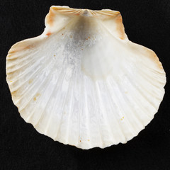 Shell