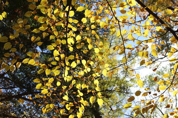 黄色く紅葉する上高地のコナラ