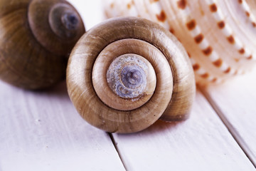 Shells over white table