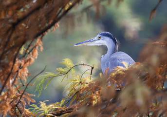heron in autumn on tree