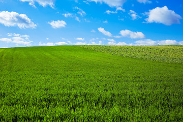 Cereal fields by The Way of Saint James in Castilla