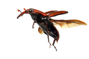 Flying up / Red palm weevil (Rhynchophorus ferrugineus) - one of the main pest of date palm trees plantations.