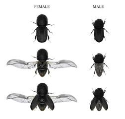 Family / Asian Ambrosia Beetles (Euwallacea fornicatus) (female and male) - one of the main pest of...