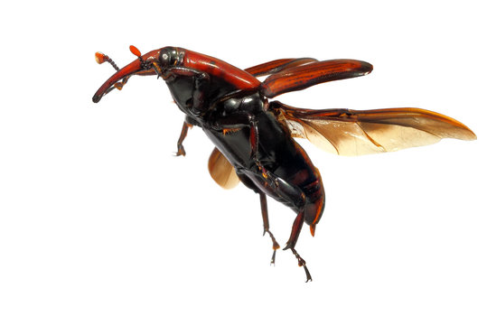 Flying up / Red palm weevil (Rhynchophorus ferrugineus) - one of the main pest of date palm trees plantations.