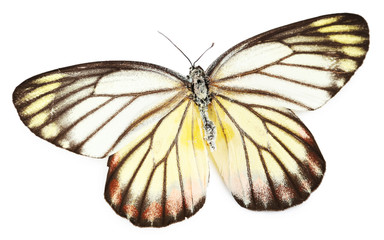 Naklejka premium Colorful butterfly isolated on white