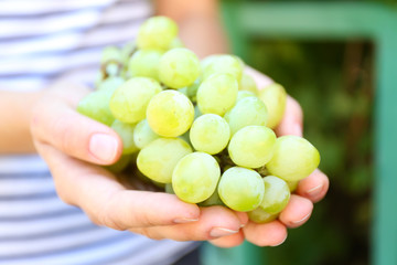 Sweet bunch of juicy white grape in female's hand outdoors
