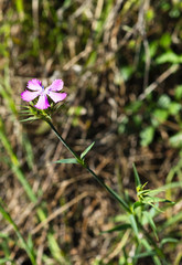 wild carnation