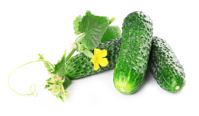 Fresh natural cucumbers with leafs isolated on white