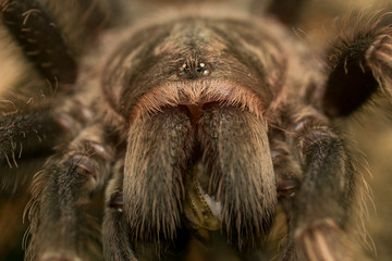 Vogelspinnen Portrait -  lasiodorides striatus