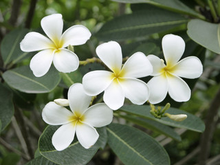 Plumeria or Frangipani flower on green leaves background