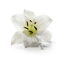 Fototapeta na wymiar Lily isolated on white