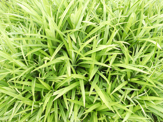 pandan in garden