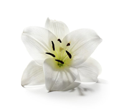 Lily isolated on white