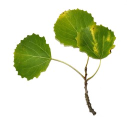 Branch from common aspen tree