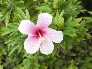 A Beautiful Pink Hibiscus