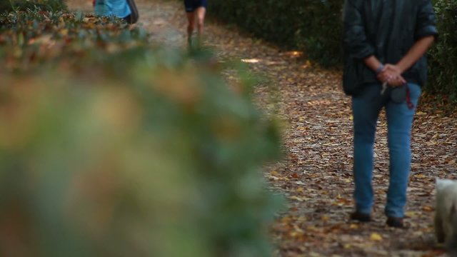 A person walking in park whit dogs - back view