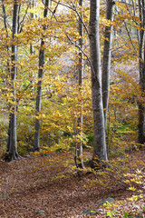 Fototapeta premium autumn foliage