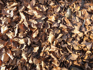 autumn foliage