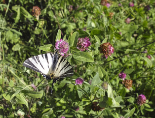 Iphiclides podalirius