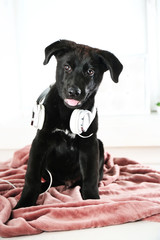Funny Labrador retriever puppy with headphones on rosy blanket in studio