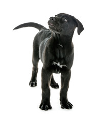 Funny young black Labrador standing on white background
