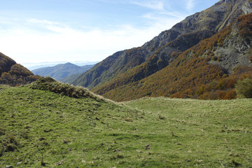 Obraz premium autumn foliage