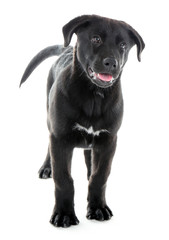 Funny young black Labrador standing on white background