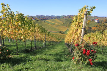 Weinstra&szlig;e 2015 15