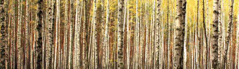 Panele Szklane Podświetlane  jesienna panorama krajobrazu lasu brzozowego