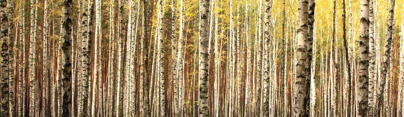 Fotobehang autumn birch forest landscape panorama © yarbeer